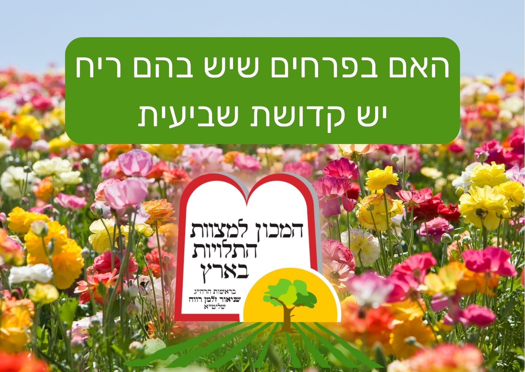 האם בפרחים שיש בהם ריח יש קדושת שביעית