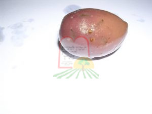 כנימות על זית