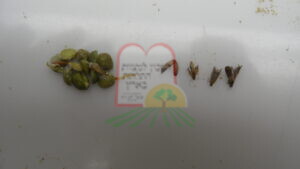 עש הקמח ההודי באפונים, בוגר זחל וגולם
