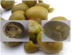 חורי יציאה של הבוגר מתוך הזית. למעלה מימין, גולם. ומשמאל נשל שנותר בתוך הזית.